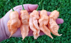 jays peach scorpion